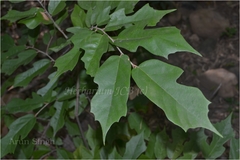 Pterospermum xylocarpum